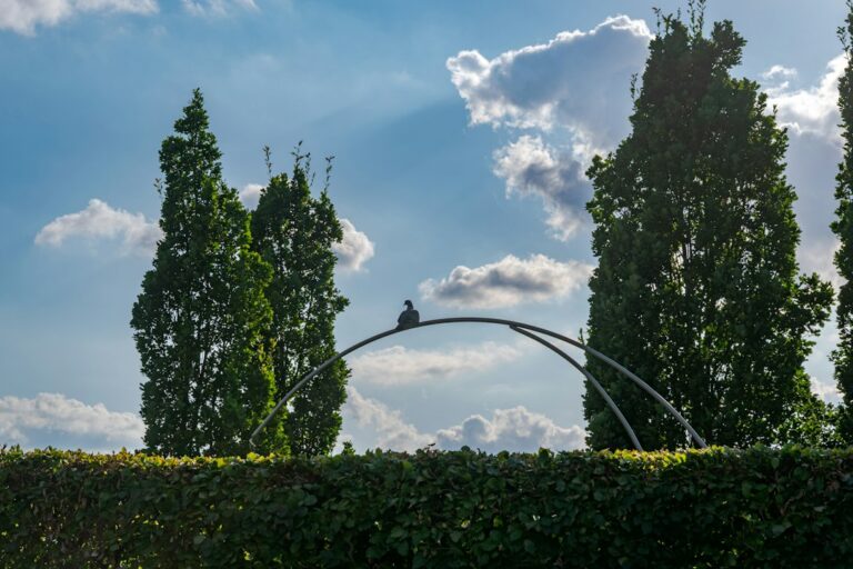 Transform Your Outdoor Space with Hardy’s Landscaping Expertise