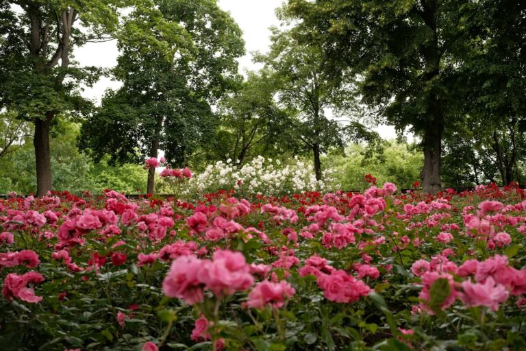 How to Choose the Right Plants for Your Landscape Design